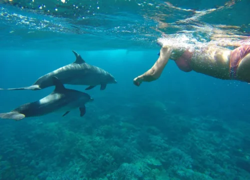 nager avec les dauphins