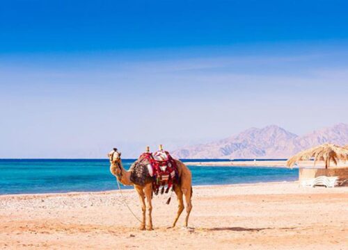 Hurghada quad et buggy vue mer, chameau au lever du soleil